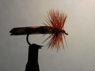 Caddis Kings River (12)