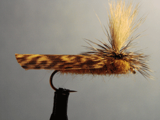 Golden Parachute Caddis (10)