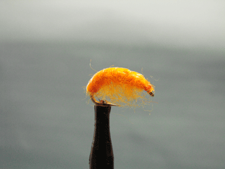 Orange Big Horn Shrimp (10-14)